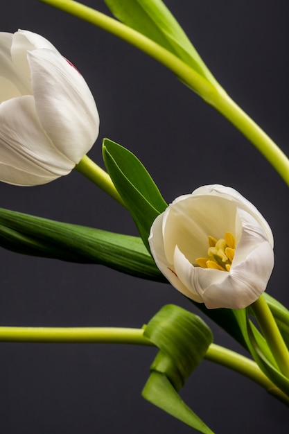 Vista laterale dei tulipani bianchi di colore isolati sulla tavola nera