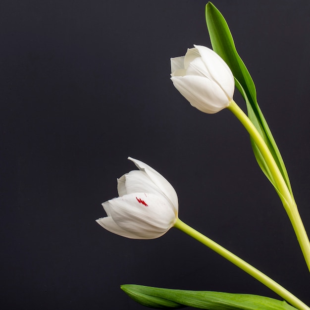 Vista laterale dei tulipani bianchi di colore isolati sulla tavola nera
