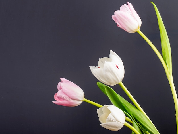 Vista laterale dei tulipani bianchi e rosa di colore isolati sulla tavola nera con lo spazio della copia