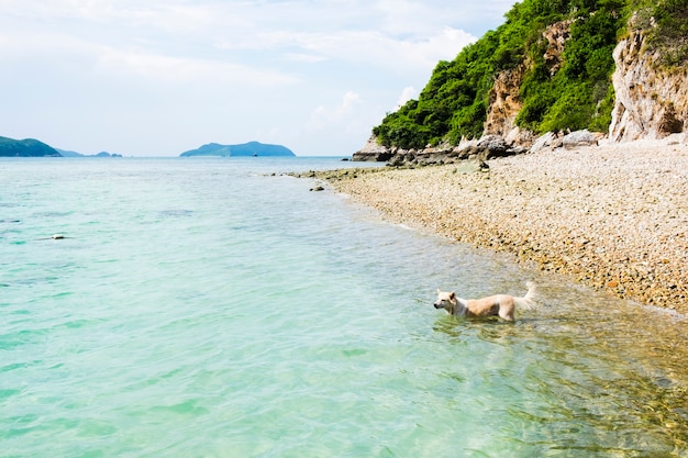 Vista laterale del cane che nuota nel mare