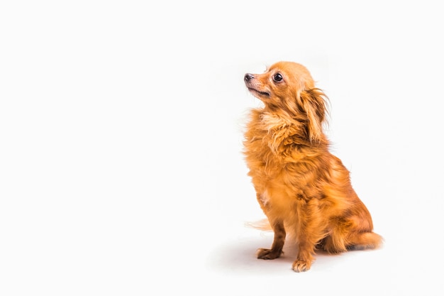 Vista laterale del cane obbediente che si siede sopra la priorità bassa bianca