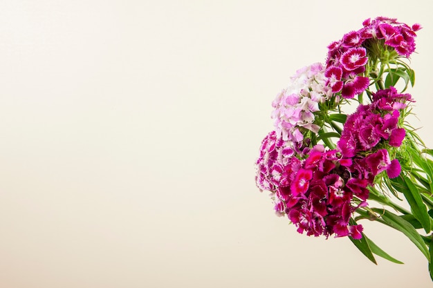 Vista laterale del dolce porpora di colore porpora o dei fiori turchi del garofano isolati su fondo bianco con lo spazio della copia