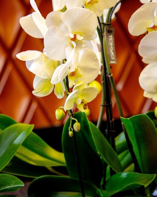 Vista laterale del fiore bianco di phalaenopsis dell'orchidea