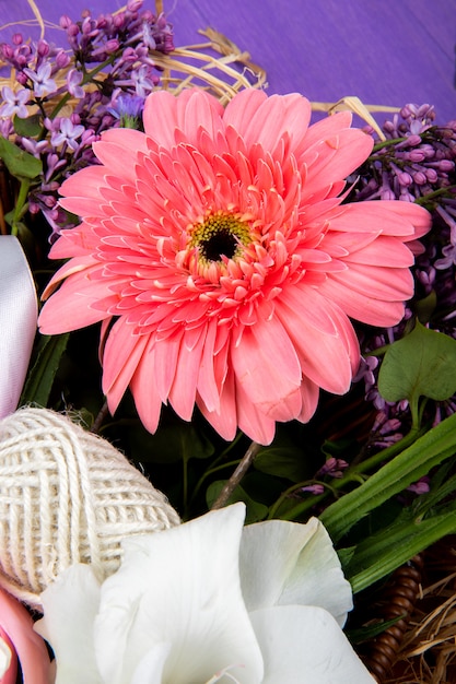 Vista laterale del fiore rosa della gerbera di colore con il lillà su fondo porpora