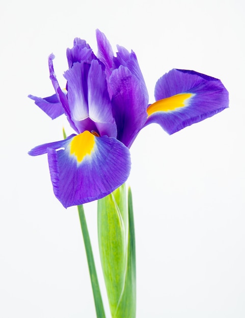 Vista laterale del fiore viola scuro dell'iride di colore isolata su priorità bassa bianca