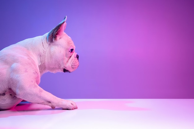 Vista laterale del primo piano del bellissimo cane bulldog di razza pura isolato su sfondo per studio in luce viola rosa sfumata al neon