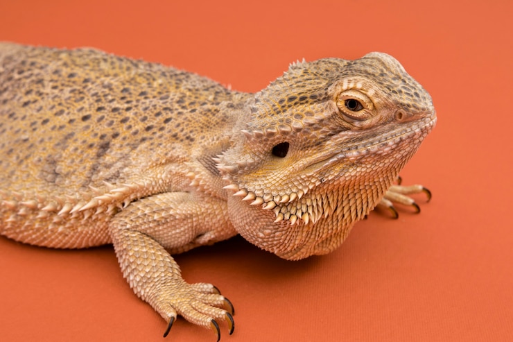 Foto gratuito vista laterale del rettile iguana
