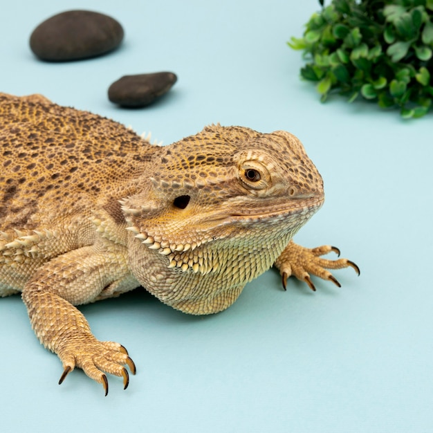 Vista laterale dell'iguana con rocce e vegetazione