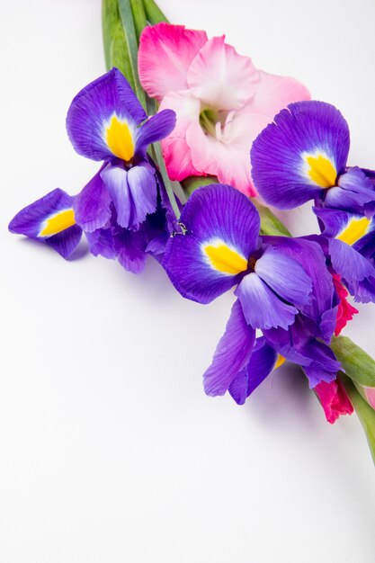 Vista laterale dell'iride di colore viola scuro e rosa e dei fiori di gladiolo isolati su fondo bianco con lo spazio della copia