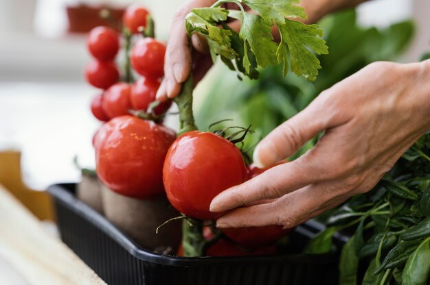 Vista laterale della donna che si prende cura dei pomodori piantati