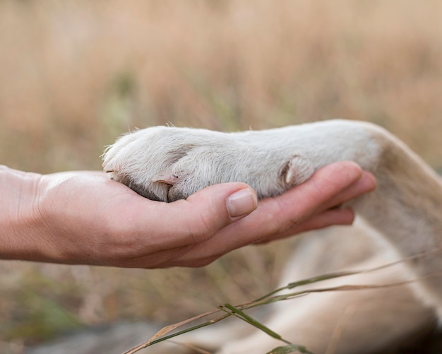 Vista laterale della persona che tiene la zampa del cane