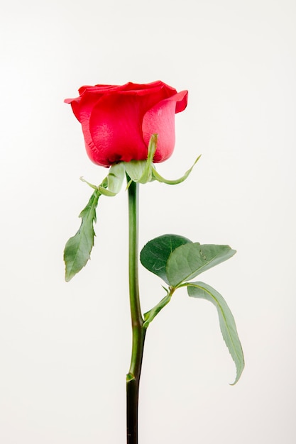 Vista laterale della rosa di colore rosso isolata su fondo bianco