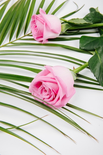 Vista laterale delle rose rosa di colore su una foglia di palma su fondo bianco