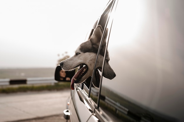 Vista laterale di husky che dà una occhiata alla testa fuori dal finestrino durante il viaggio in auto