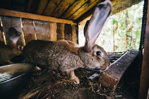 Vista laterale di un coniglio nella gabbia