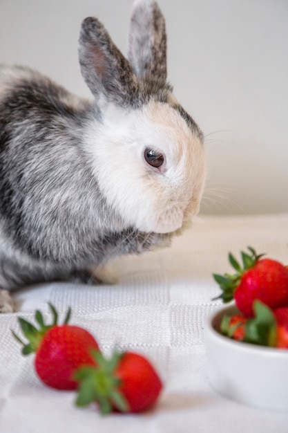 Vista laterale di un coniglio vicino a fragole rosse