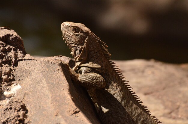 Vista laterale di un'iguana marrone su una roccia.