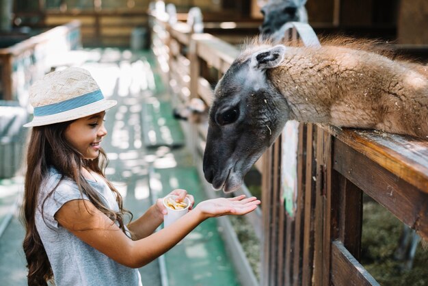 Vista laterale di una ragazza carina che alimenta cibo in alpaca nella fattoria