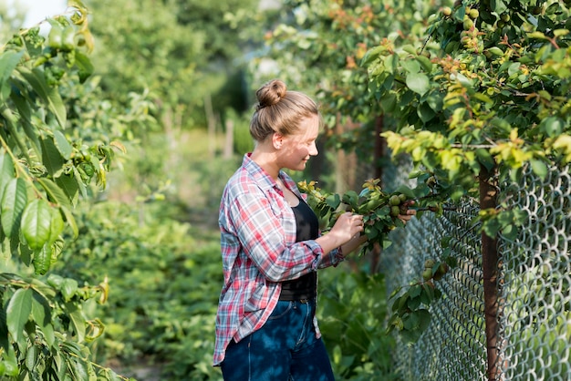 Vista laterale ragazza che raccoglie frutta