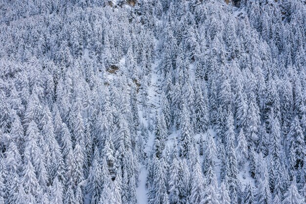Vista mozzafiato delle montagne boscose coperte di neve durante il giorno