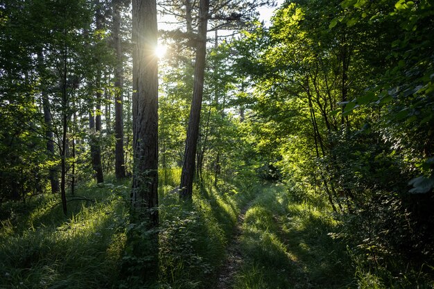 Vista mozzafiato di una foresta meravigliosa con molti alberi