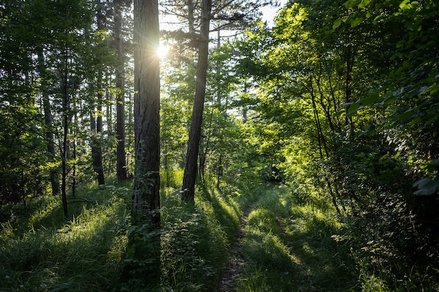 Vista mozzafiato di una foresta meravigliosa con molti alberi