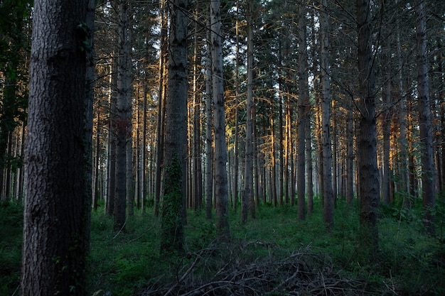 Vista mozzafiato di una foresta meravigliosa con molti alberi