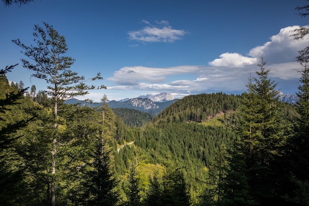 Vista mozzafiato di una foresta meravigliosa con molti alberi