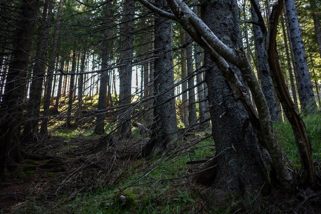 Vista mozzafiato di una foresta meravigliosa con molti alberi