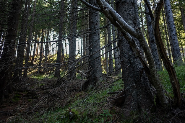 Vista mozzafiato di una foresta meravigliosa con molti alberi