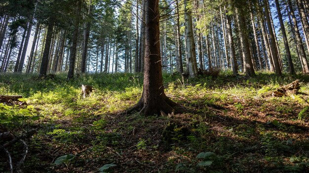 Vista mozzafiato di una foresta meravigliosa con molti alberi