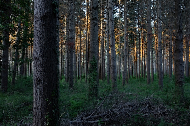 Vista mozzafiato di una foresta meravigliosa con molti alberi