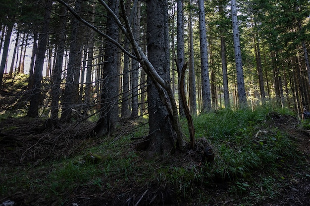 Vista mozzafiato di una foresta meravigliosa con molti alberi