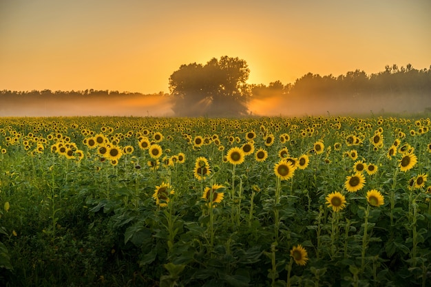 Vista mozzafiato su un campo pieno di girasoli e alberi