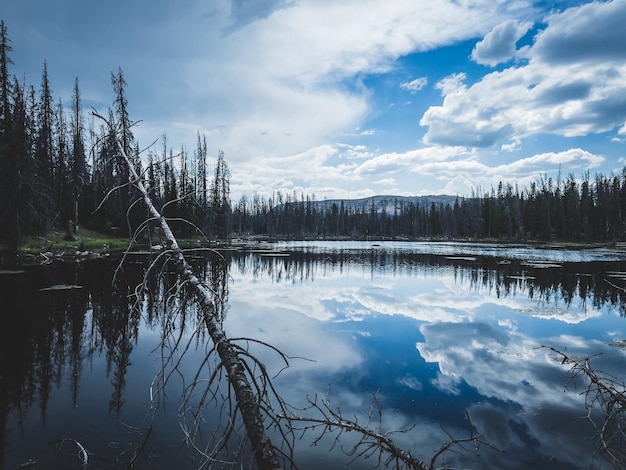 Vista naturale di un lago calmo con il riflesso del cielo e della pineta in superficie