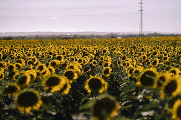 Vista orizzontale di bellissimi campi di girasole in una bella giornata