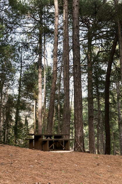 Vista panoramica della foresta