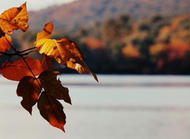 Vista panoramica delle foglie d'autunno sotto la luce del sole