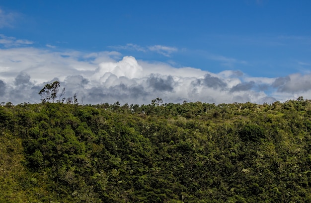 Vista panoramica di una bellissima foresta in una giornata nuvolosa