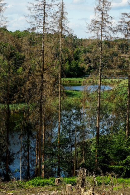 Vista panoramica verticale anche se parte del bosco è in cattive condizioni