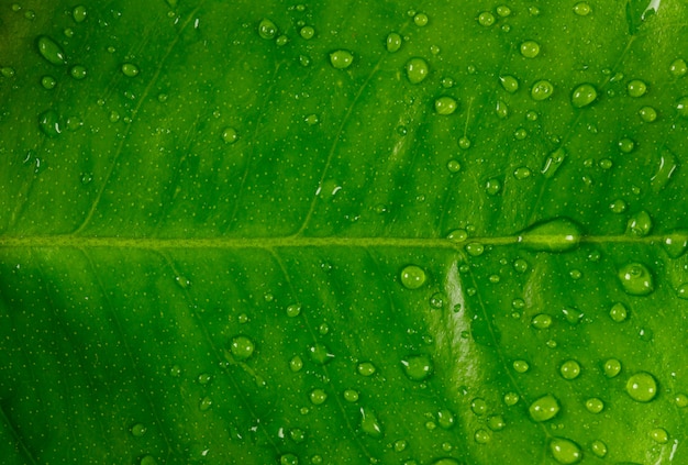 Vista piovosa del primo piano della foglia verde. orizzontale.