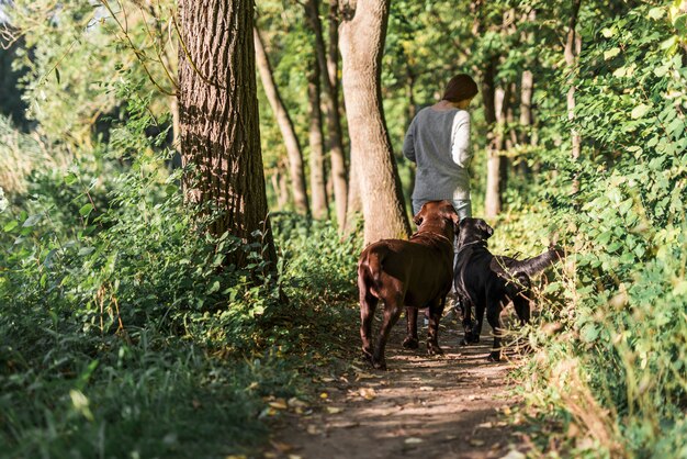 Vista posteriore di una donna che cammina con i suoi due labrador in pista alla foresta