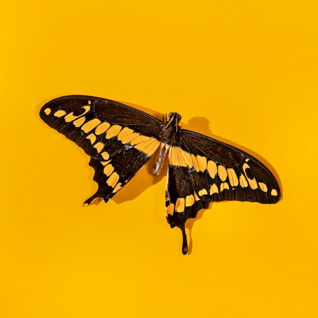 Vista ravvicinata del bellissimo concetto di farfalla