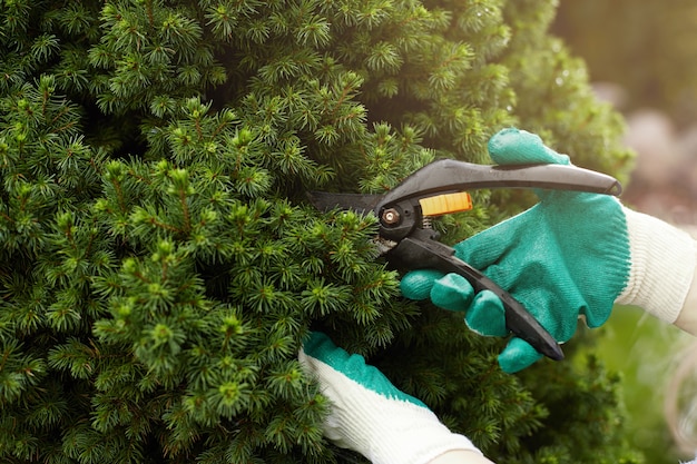 Vista ritagliata del lavoratore di giardinaggio che indossa guanti protettivi durante il taglio delle piante