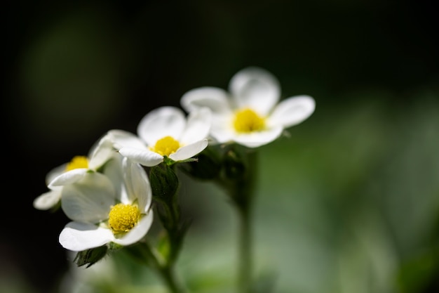 Vista sfocata dei fiori in natura