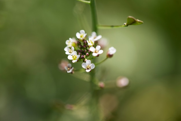 Vista sfocata di fiori naturali