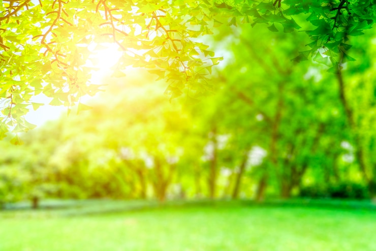 Foto gratuito vista sul parco verde
