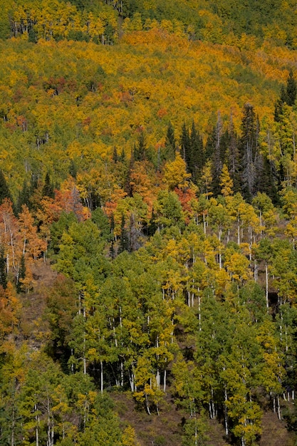 Vista sulla natura della flora e della vegetazione degli Stati Uniti