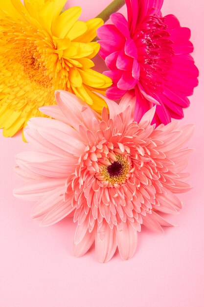 Vista superiore dei fiori rosa e fucsia gialli della gerbera di colore isolati su fondo rosa