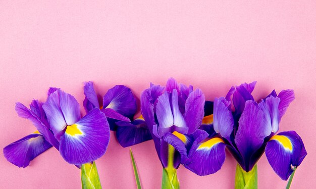 Vista superiore dei fiori viola scuro dell'iride di colore isolati su fondo rosa con lo spazio della copia